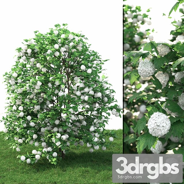 Viburnum 1 3dsmax Download - thumbnail 1