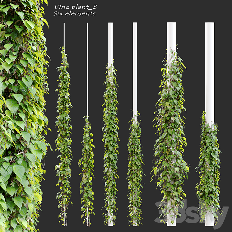 Vine plant_3 3DS Max - thumbnail 1