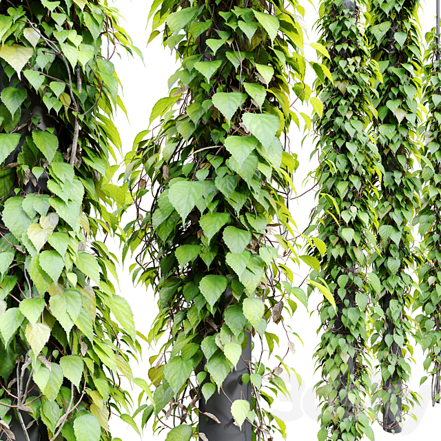 Vine plant_3 3DSMax File - thumbnail 3