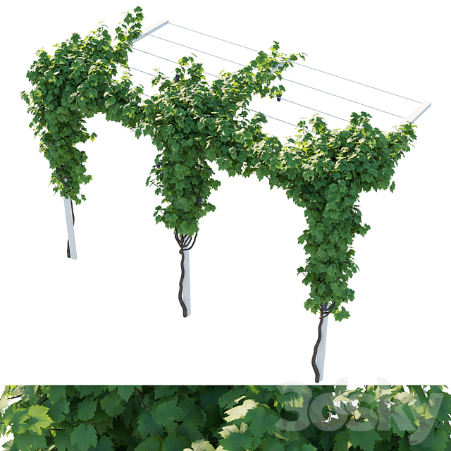 Vines grapes 3ds Max - thumbnail 1