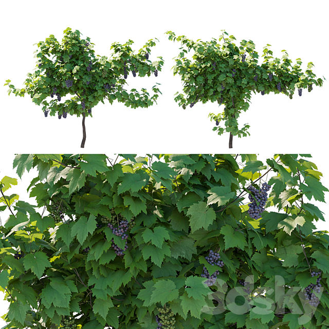 Vines grapes fruits 3ds Max - thumbnail 1