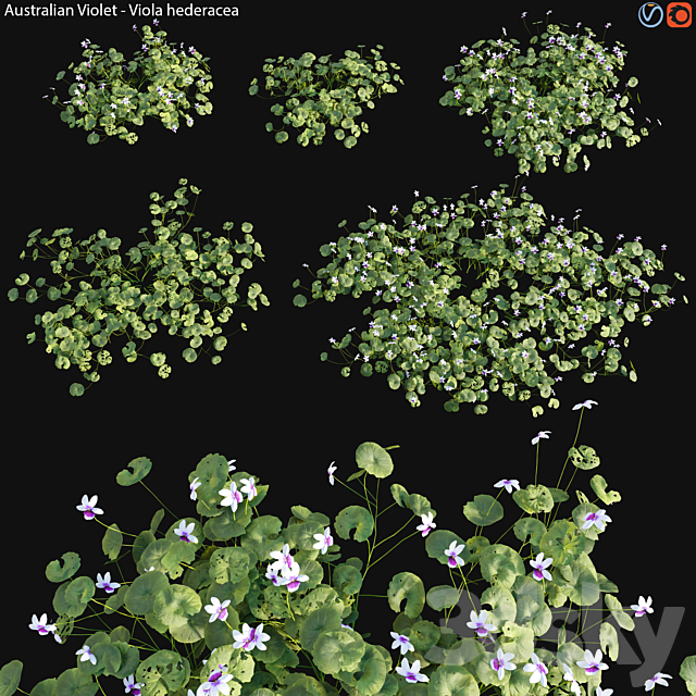 Viola hederacea -Australian Native Violet – 01 3ds Max - thumbnail 1