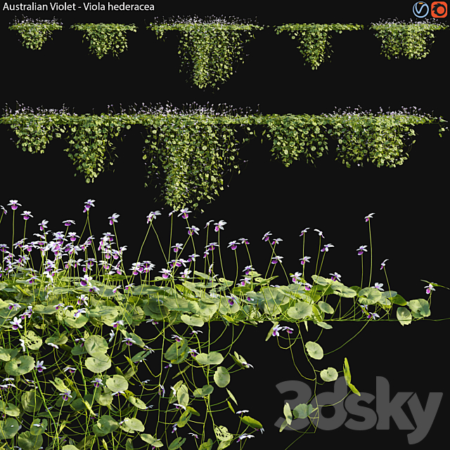 Viola hederacea -Australian Native Violet – 02 3ds Max - thumbnail 1