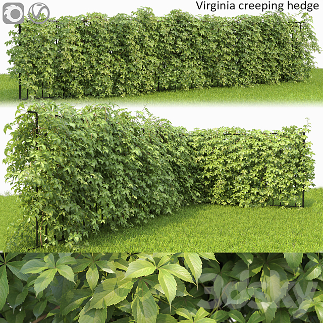 VIRGINIA creeper 3ds Max - thumbnail 1