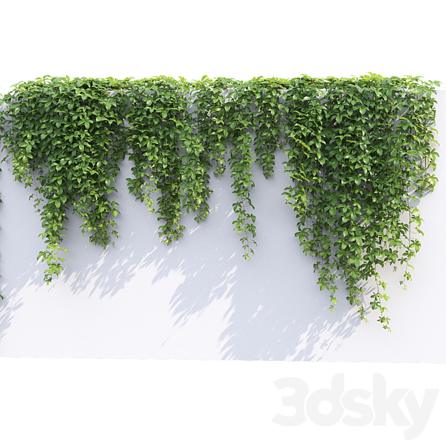 Virginia creeper 3DS Max Model - thumbnail 4