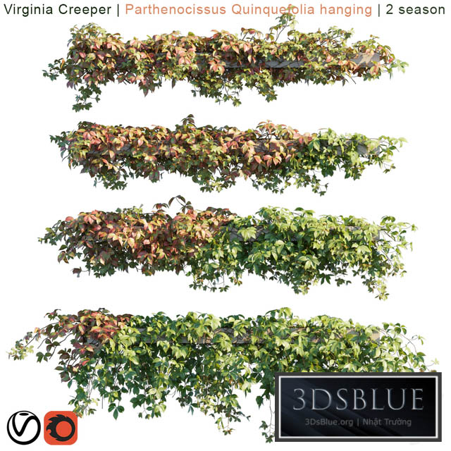 Virginia Creeper | Parthenocissus Quinquefolia hanging | 2 season 3DS Max - thumbnail 3