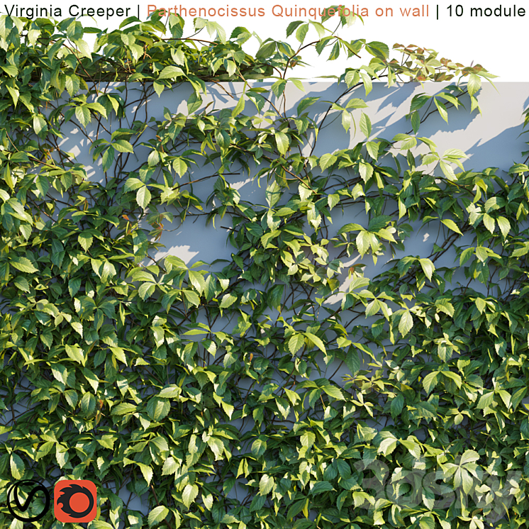 Virginia Creeper | Parthenocissus Quinquefolia on wall  3DS Max - thumbnail 2