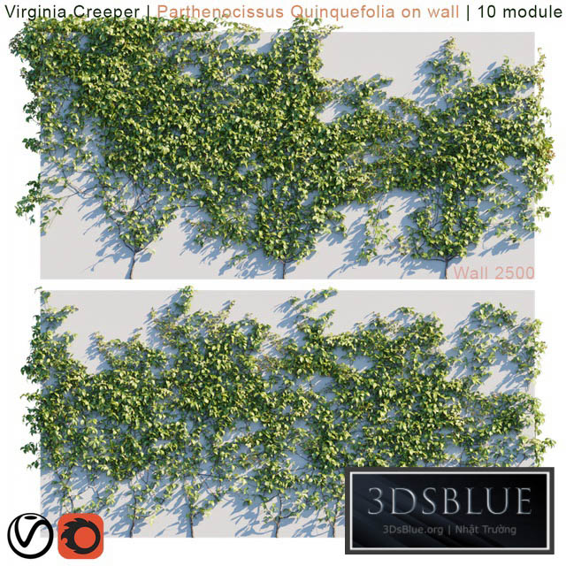 Virginia Creeper | Parthenocissus Quinquefolia on wall  3DS Max - thumbnail 3