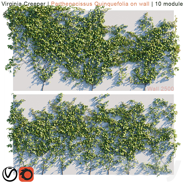 Virginia Creeper | Parthenocissus Quinquefolia on wall 3DSMax File - thumbnail 1