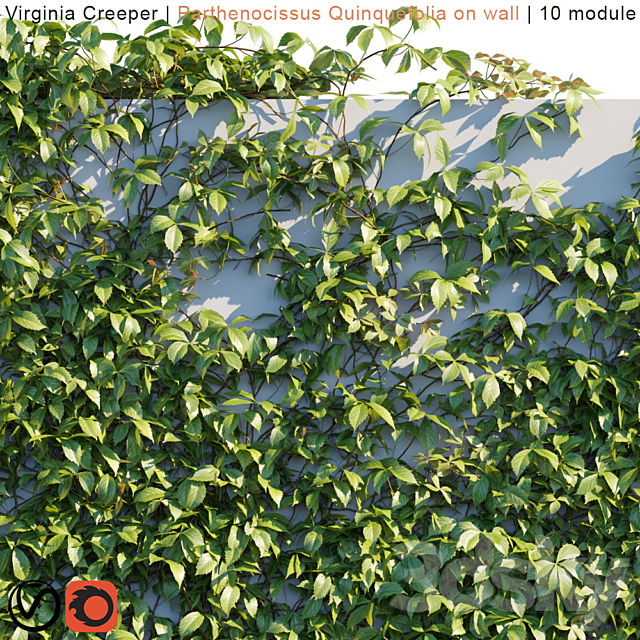 Virginia Creeper | Parthenocissus Quinquefolia on wall 3DSMax File - thumbnail 2