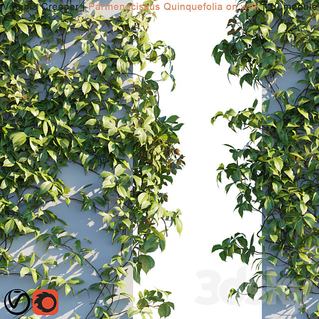 Virginia Creeper | Parthenocissus Quinquefolia on wall 3DSMax File - thumbnail 3