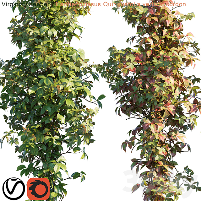 Virginia Creeper vertical cordon 3DS Max Model - thumbnail 2