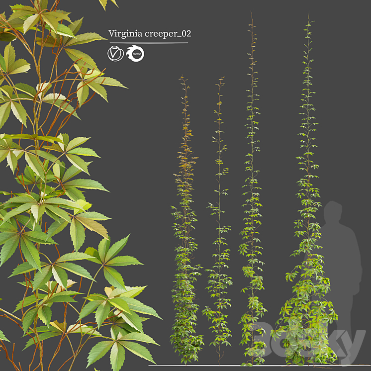 virginia creeper_02 3DS Max - thumbnail 1