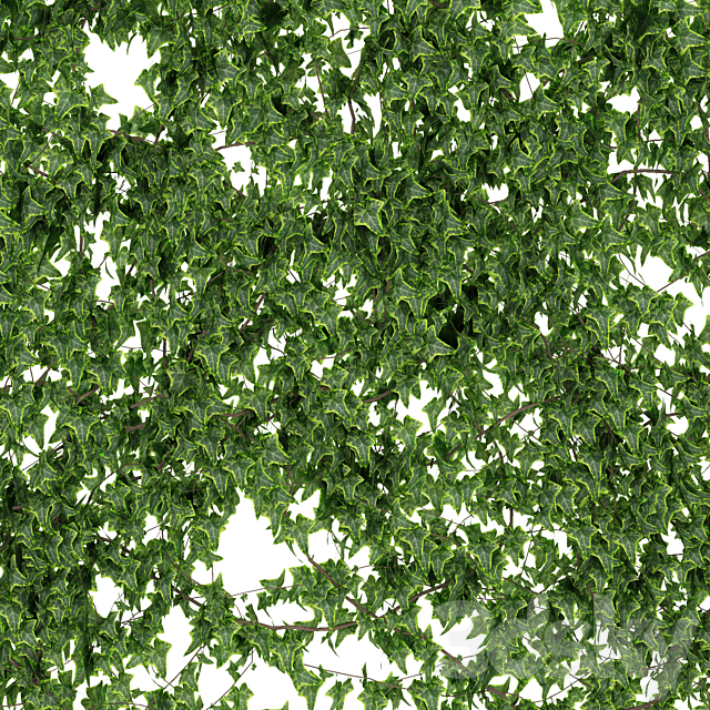 Wall of ivy leaves 3DSMax File - thumbnail 2