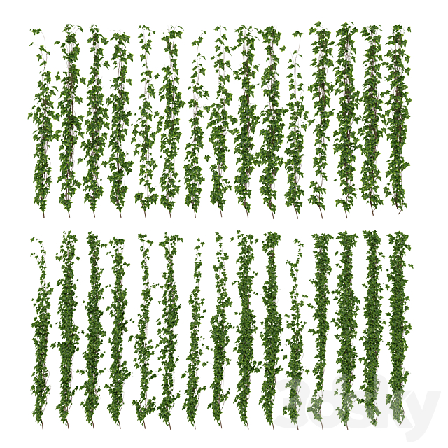 Wall of ivy leaves 3DSMax File - thumbnail 1