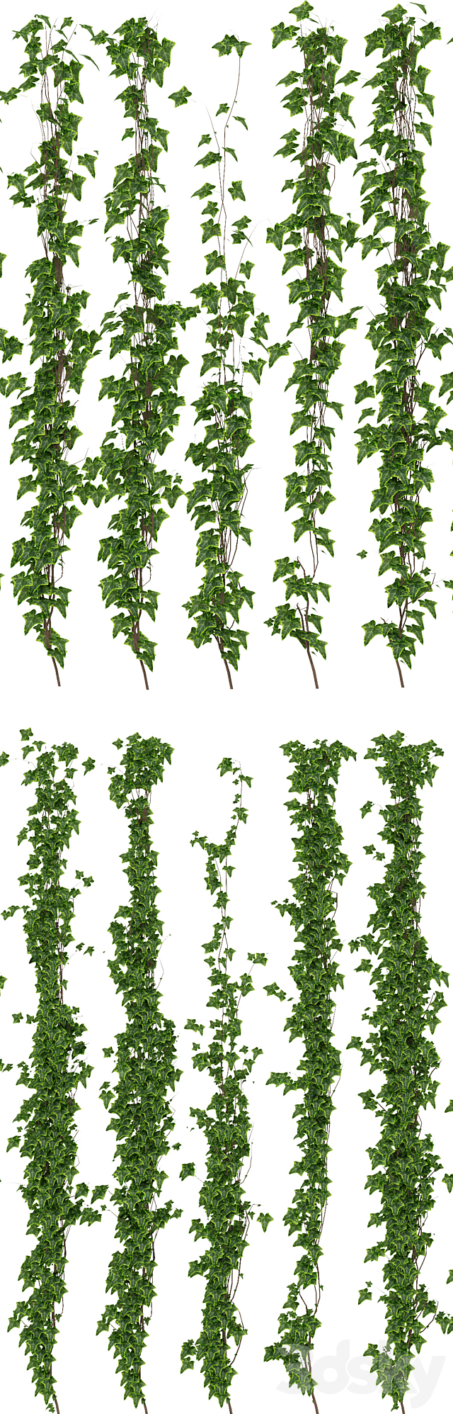 Wall of ivy leaves 3DSMax File - thumbnail 2