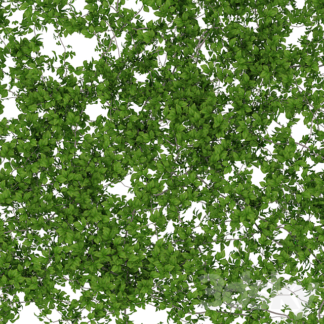 Wall of leaves 3DSMax File - thumbnail 2