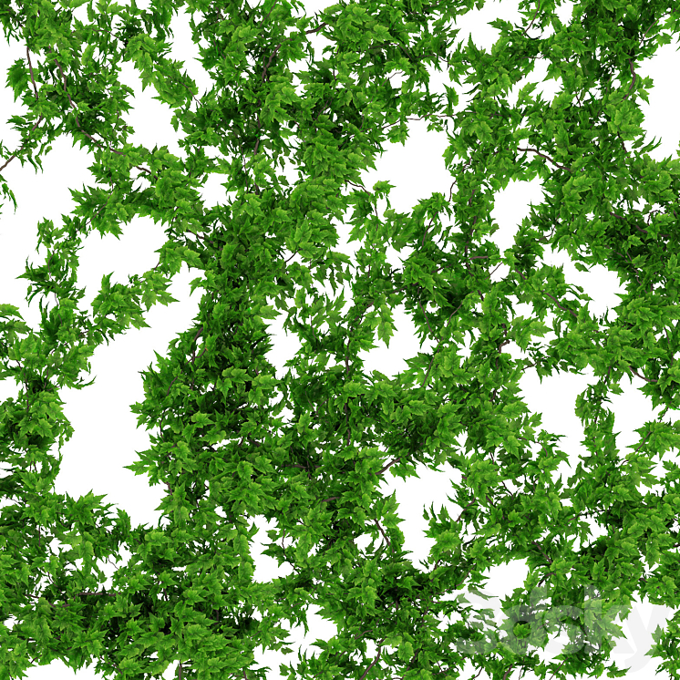 Wall of vine leaves 3DS Max - thumbnail 2