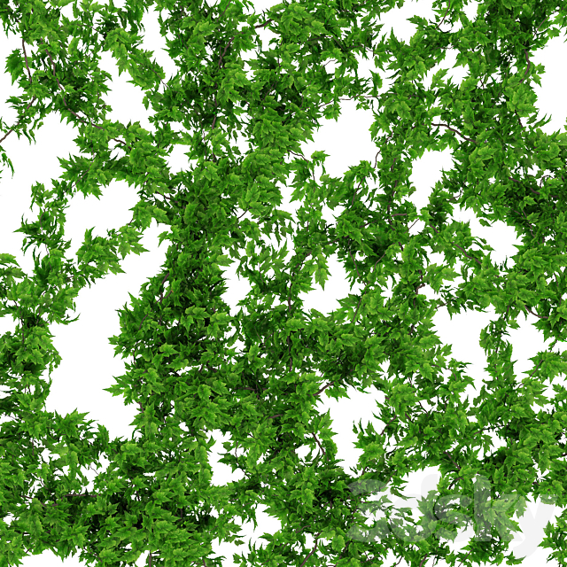 Wall of vine leaves 3DS Max Model - thumbnail 2