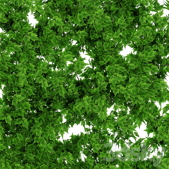 Wall of vine leaves 3DS Max Model - thumbnail 3