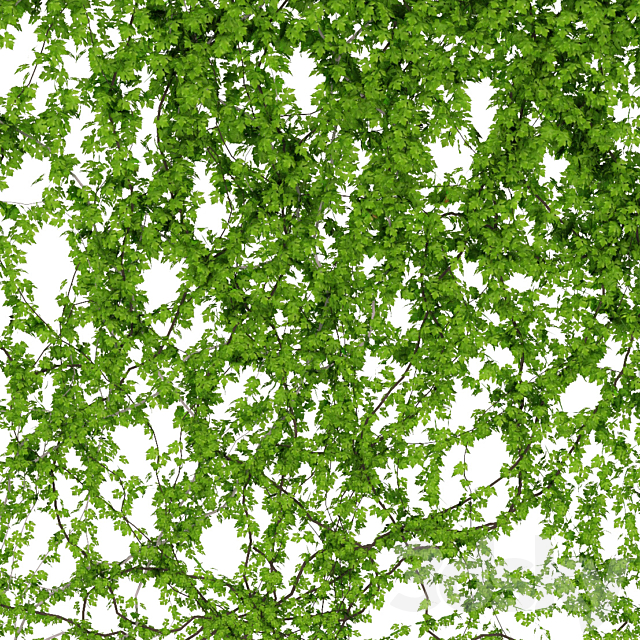 Wall of wild grapes leaves. 2 products 3ds Max - thumbnail 2