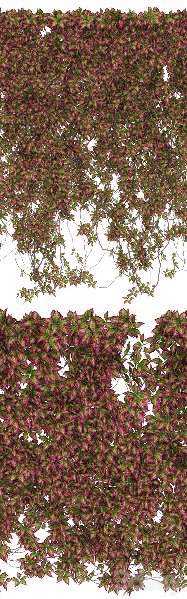 Wall of wild grapes leaves v3 3DSMax File - thumbnail 2