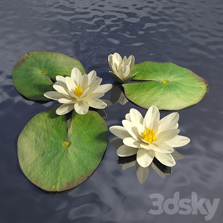 Water lily 3DS Max - thumbnail 1