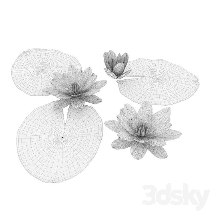 Water lily 3DS Max - thumbnail 2