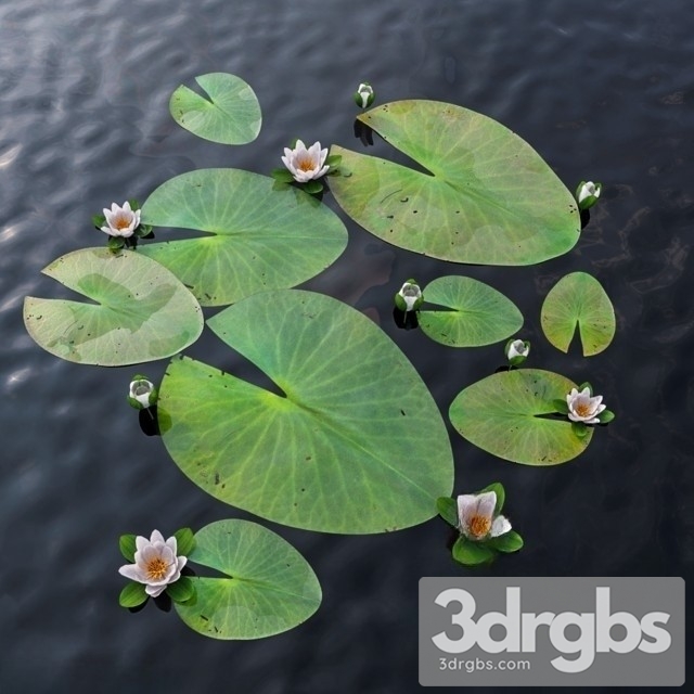 Water Lily 3dsmax Download - thumbnail 1