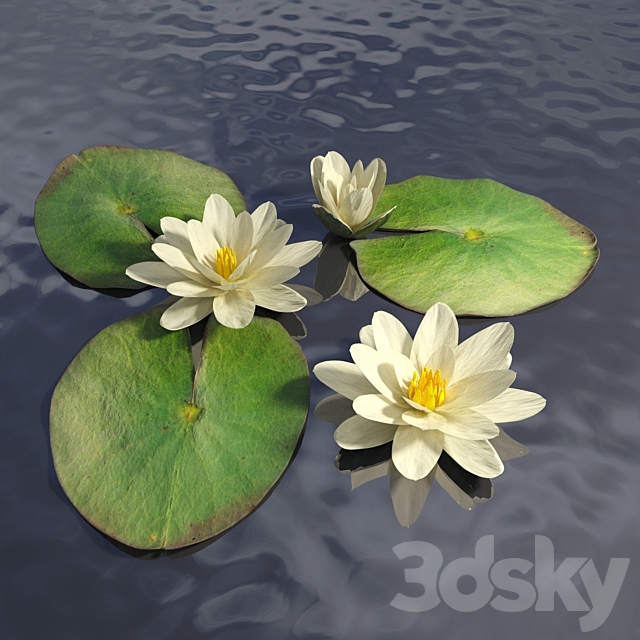 Water lily 3DSMax File - thumbnail 1