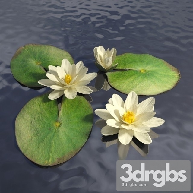 Water Lily Lake 3dsmax Download - thumbnail 1