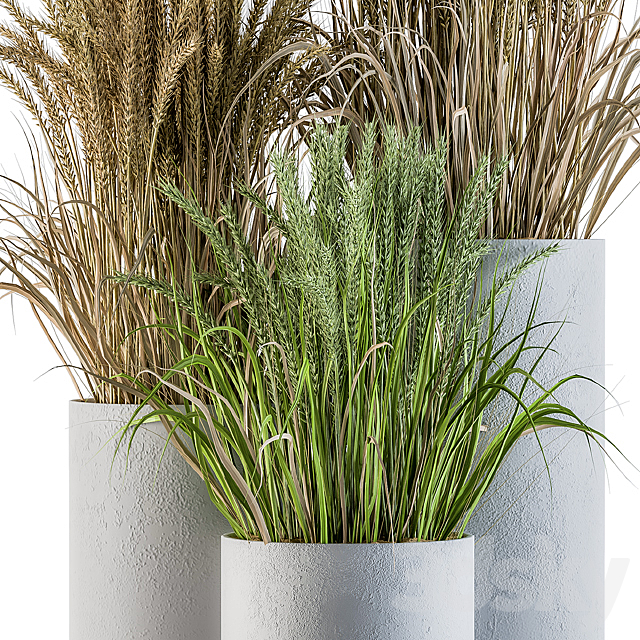 Wheat with Wild Grass in Concrete Round Pot 3DS Max Model - thumbnail 3