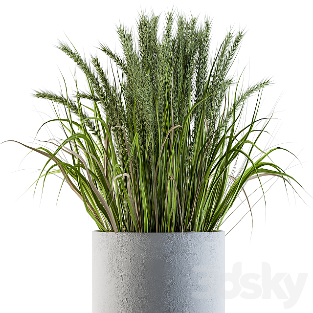 Wheat with Wild Grass in Concrete Round Pot 3DS Max Model - thumbnail 4