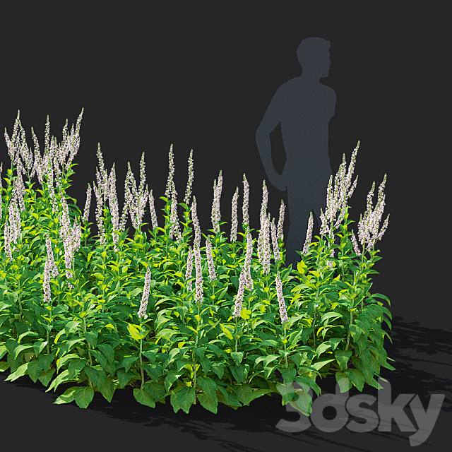 White mullein flowers | Verbascum white 3ds Max - thumbnail 2