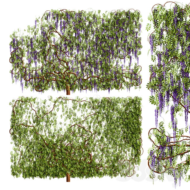 Wisteria wisteria plant 3DS Max Model - thumbnail 1