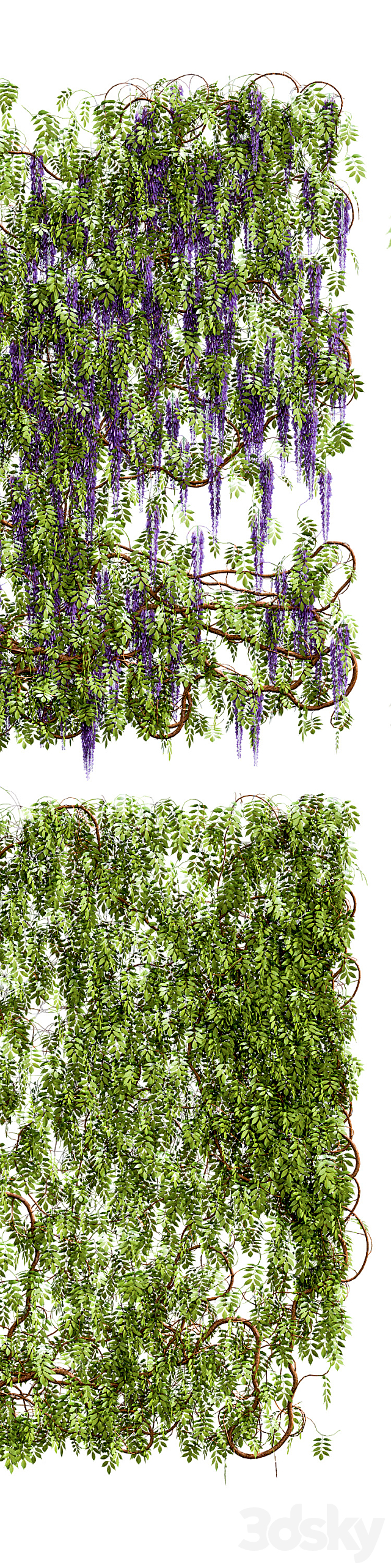 Wisteria wisteria plant 3DS Max Model - thumbnail 2