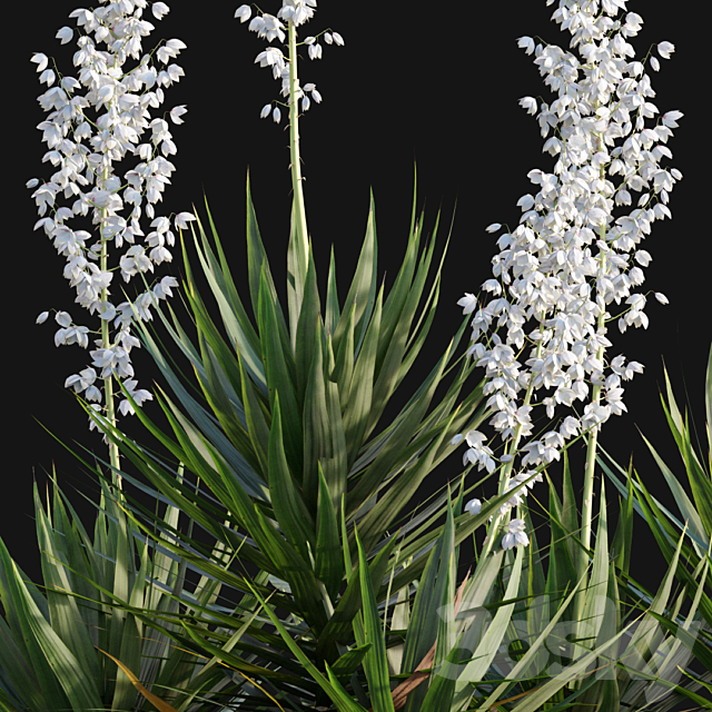 Yucca gloriosa – Mound Lily 3DS Max Model - thumbnail 2