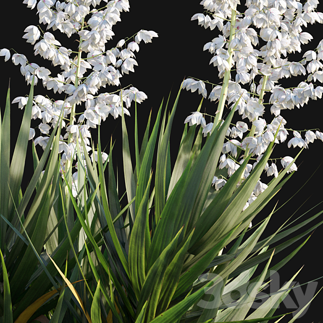 Yucca gloriosa – Mound Lily 3DS Max Model - thumbnail 3