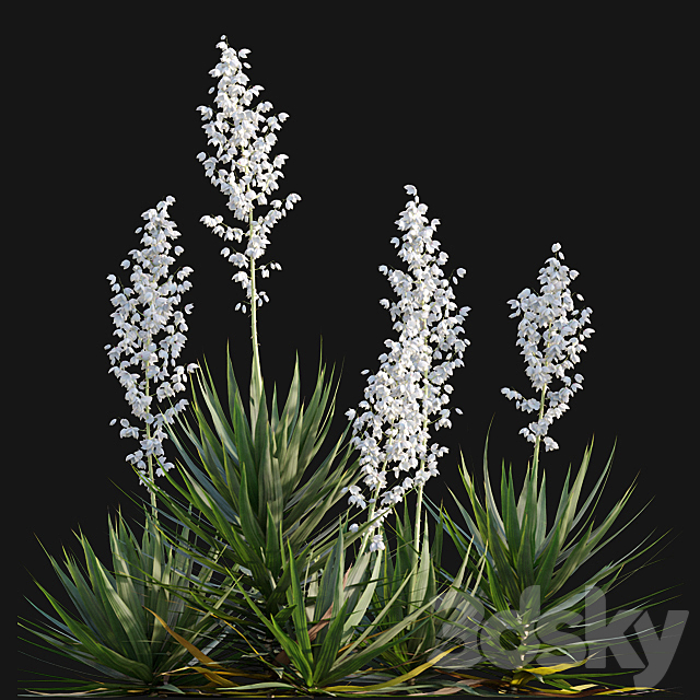 Yucca gloriosa – Mound Lily 3DS Max Model - thumbnail 4