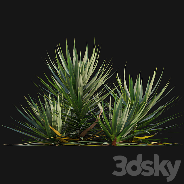 Yucca gloriosa – Mound Lily 3DS Max Model - thumbnail 5