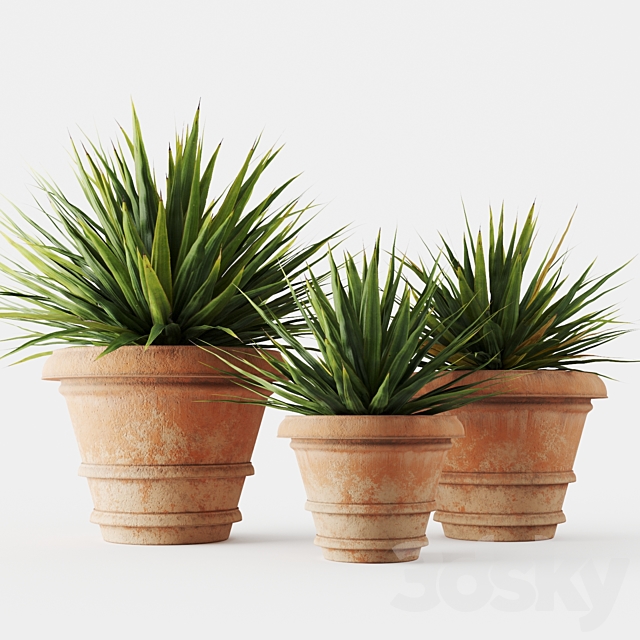 Yucca in terracotta pots 3ds Max - thumbnail 1