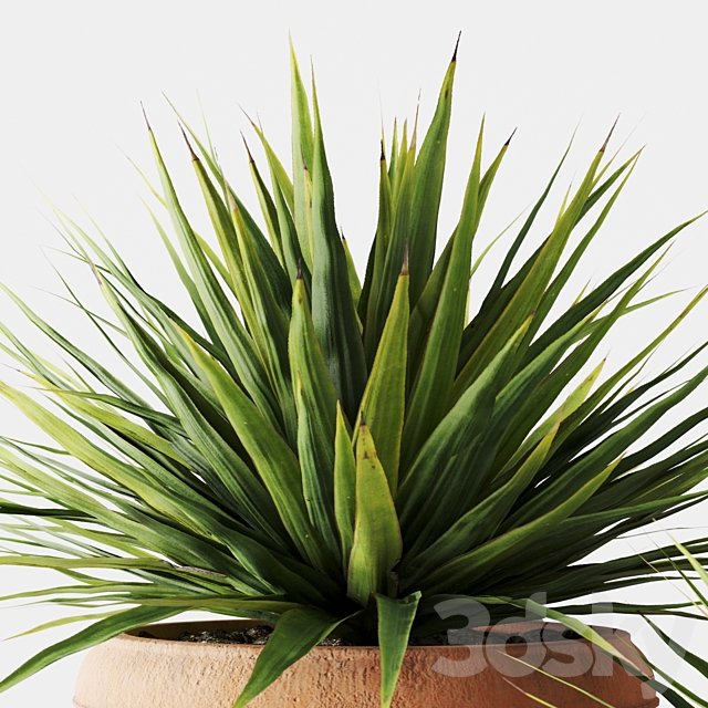 Yucca in terracotta pots 3ds Max - thumbnail 2