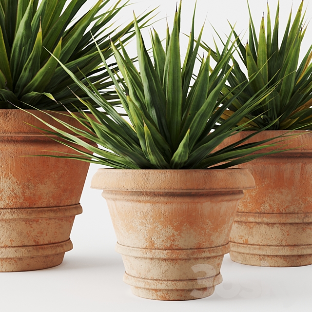 Yucca in terracotta pots 3ds Max - thumbnail 3