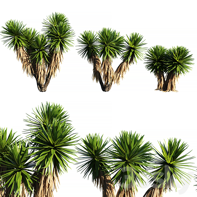 Yucca Plants 2 (3 MODEL) 3ds Max - thumbnail 1