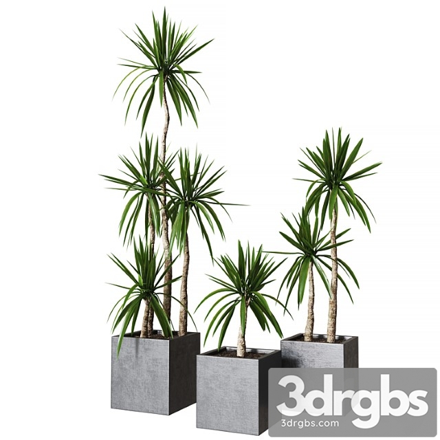Yucca Pot 01 Collection Of Plants 03 3dsmax Download - thumbnail 1