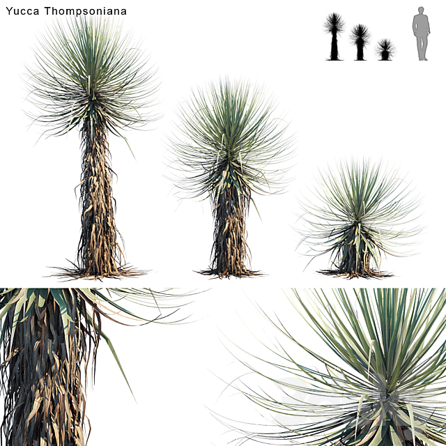 Yucca Thompsoniana | Beaked yucca 3ds Max - thumbnail 1