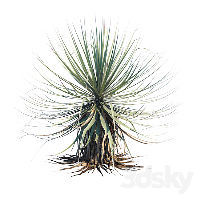 Yucca Thompsoniana | Beaked yucca 3ds Max - thumbnail 2