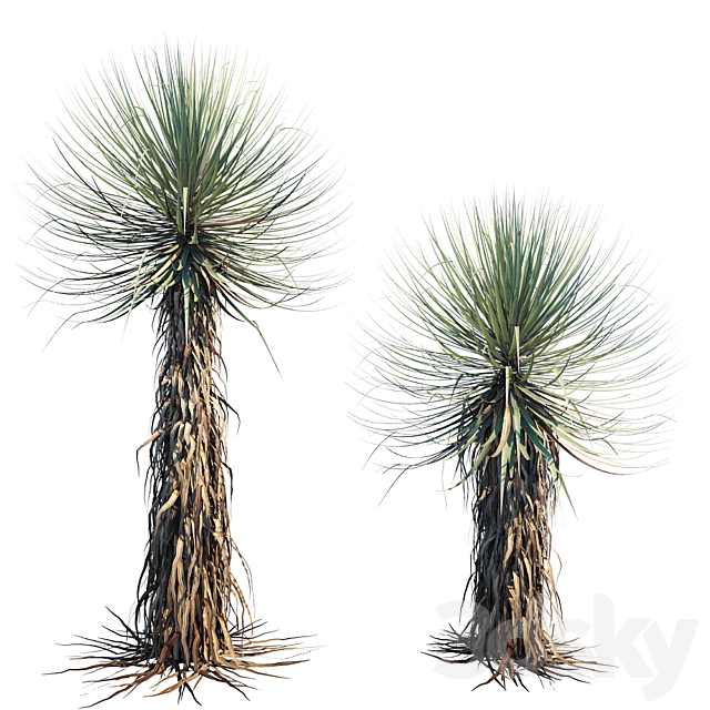 Yucca Thompsoniana | Beaked yucca 3ds Max - thumbnail 3