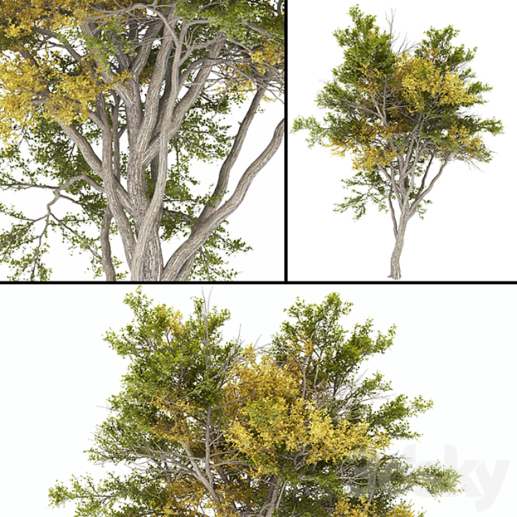 02 Tree autumn 3DS Max - thumbnail 1