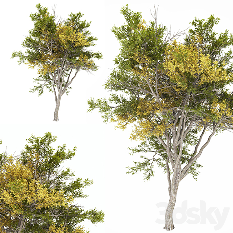 02 Tree autumn 3DS Max - thumbnail 2